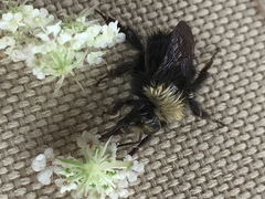 Bombus caliginosus