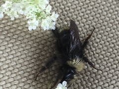 Bombus caliginosus