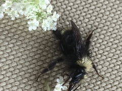 Bombus caliginosus