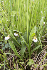 Cypripedium candidum