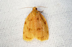 Archips rileyana