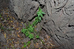 Parietaria debilis