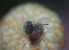 Callirhytis quercusoperator