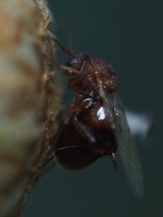 Callirhytis quercusoperator