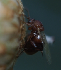 Callirhytis quercusoperator