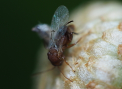 Callirhytis quercusoperator