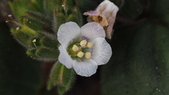 Phacelia neglecta