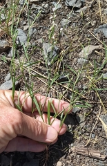 Polygonum douglasii