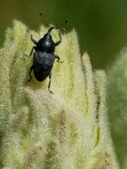 Odontocorynus salebrosus