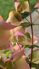 Origanum libanoticum