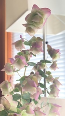 Origanum libanoticum