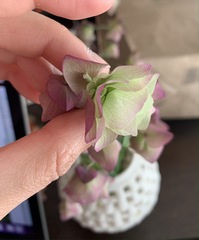Origanum libanoticum