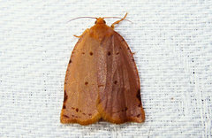 Archips rileyana