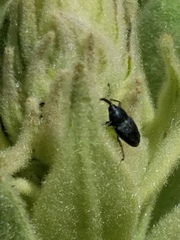 Odontocorynus salebrosus