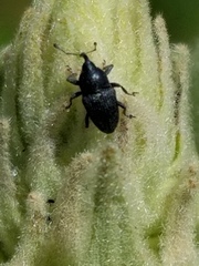 Odontocorynus salebrosus