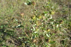 Grindelia cabrerae