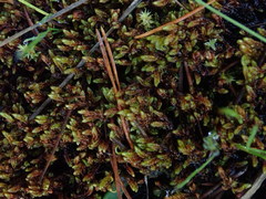 Scorpidium revolvens