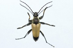 Trigonarthris proxima