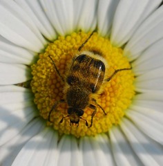 Lasiotrichius succinctus