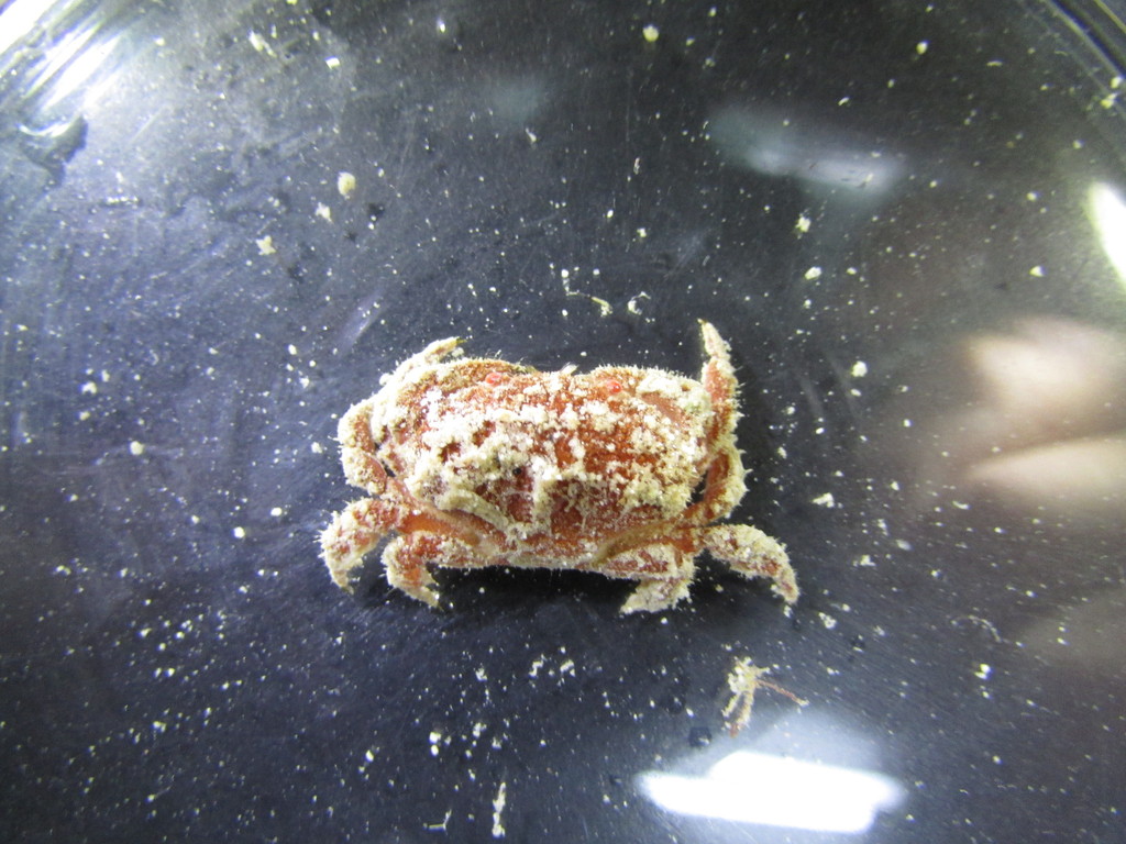 Platyactaea