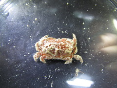 Platyactaea setigera