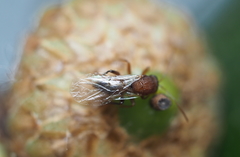 Callirhytis quercusoperator