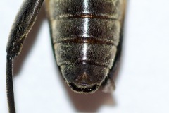 Trigonarthris proxima