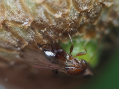 Callirhytis quercusoperator