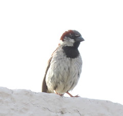 Passer domesticus