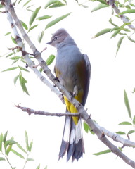 Ptiliogonys cinereus