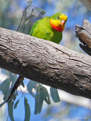 Polytelis swainsonii