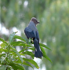 Ptiliogonys cinereus