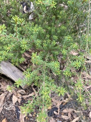Pultenaea tuberculata