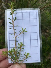 Pultenaea tuberculata