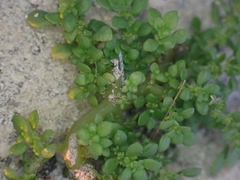 Pilea microphylla image