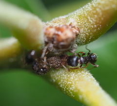 Allokermes galliformis