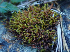 Schistidium papillosum