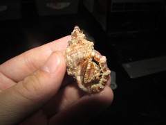 Bursidae