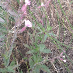 Melandrium