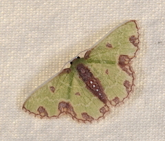 Synchlora xysteraria