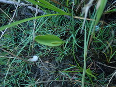 Ophioglossum pusillum