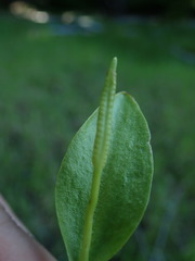 Ophioglossum pusillum