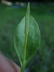 Ophioglossum pusillum
