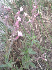 Melandrium