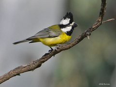 Falcunculus frontatus