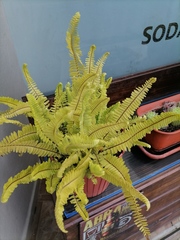 Nephrolepis pectinata