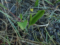 Ophioglossum pusillum