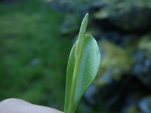 Image of Ophioglossum pusillum by no rights reserved