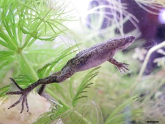 Zaire Dwarf Clawed Frog photo 5