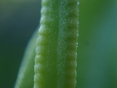 Ophioglossum pusillum